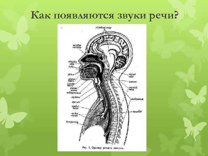 Как появляются звуки речи? 