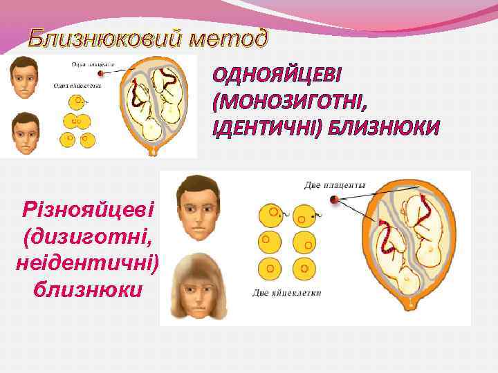 Близнюковий метод ОДНОЯЙЦЕВІ (МОНОЗИГОТНІ, ІДЕНТИЧНІ) БЛИЗНЮКИ Різнояйцеві (дизиготні, неідентичні) близнюки 