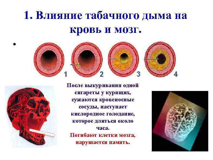 1. Влияние табачного дыма на кровь и мозг. • После выкуривания одной сигареты у