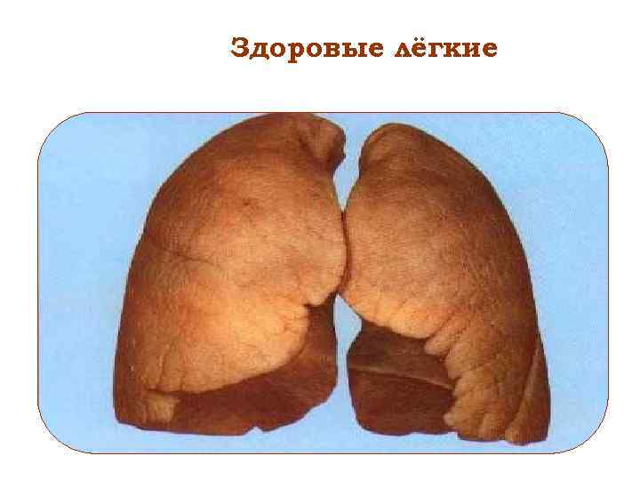 Здоровые лёгкие 