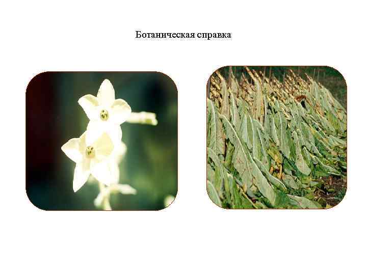 Ботаническая справка 