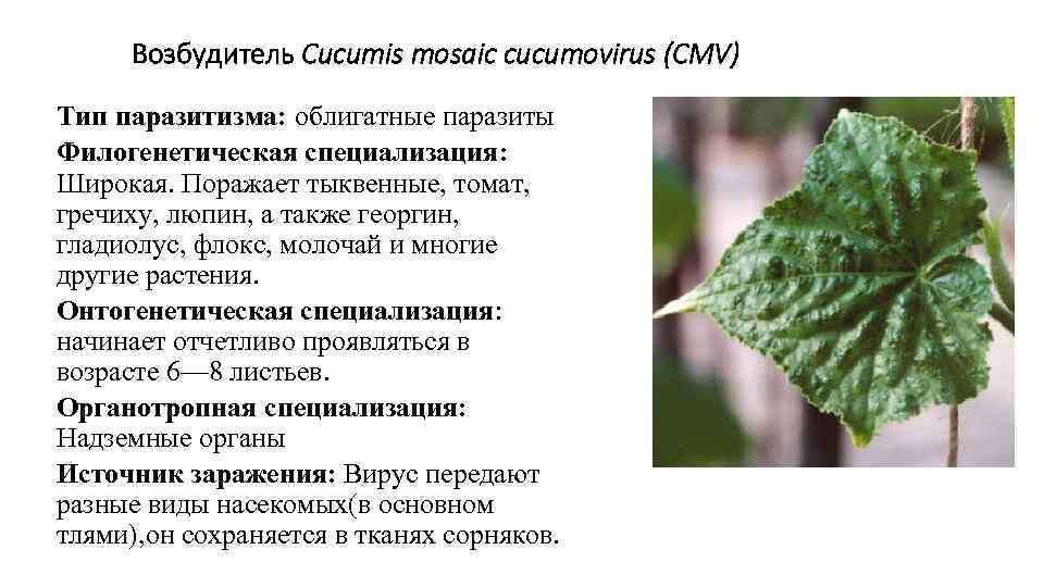 Возбудитель Cucumis mosaic cucumovirus (CMV) Тип паразитизма: облигатные паразиты Филогенетическая специализация: Широкая. Поражает тыквенные,