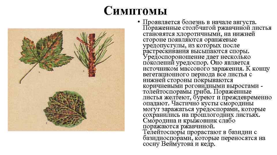 Симптомы • Проявляется болезнь в начале августа. Пораженные столбчатой ржавчиной листья становятся хлоротичными, на
