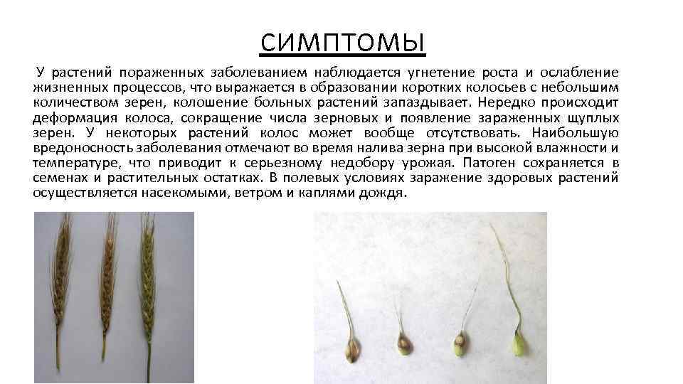 симптомы У растений пораженных заболеванием наблюдается угнетение роста и ослабление жизненных процессов, что выражается