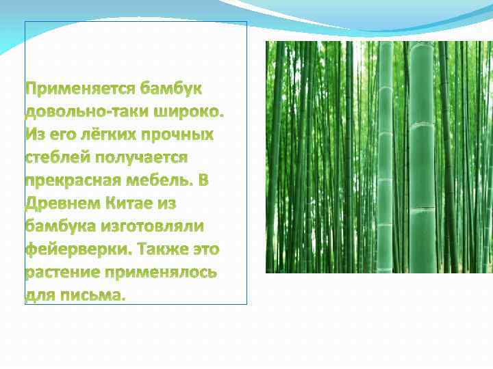 Применяется бамбук довольно-таки широко. Из его лёгких прочных стеблей получается прекрасная мебель. В Древнем
