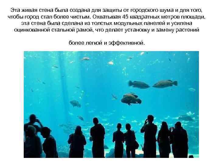 Эта живая стена была создана для защиты от городского шума и для того, чтобы