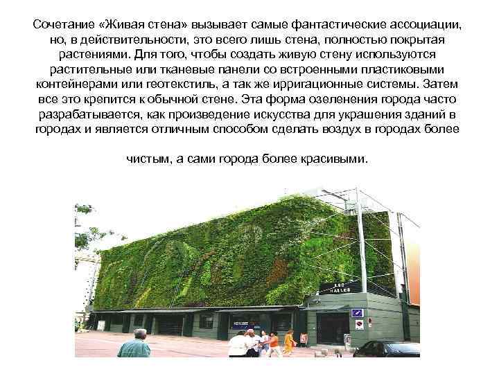 Сочетание «Живая стена» вызывает самые фантастические ассоциации, но, в действительности, это всего лишь стена,