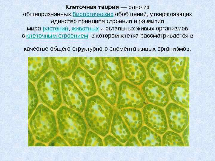 Клеточная теория — одно из общепризнанных биологических обобщений, утверждающих единство принципа строения и развития