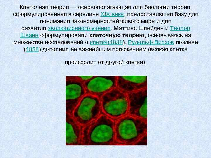 Клеточная теория — основополагающая для биологии теория, сформулированная в середине XIX века, предоставившая базу