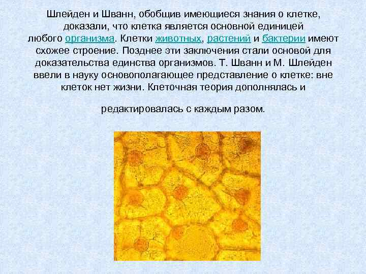 Шлейден и Шванн, обобщив имеющиеся знания о клетке, доказали, что клетка является основной единицей