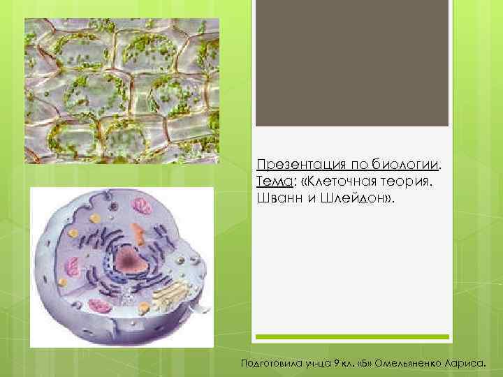 Презентация по биологии. Тема: «Клеточная теория. Шванн и Шлейдон» . Подготовила уч-ца 9 кл.