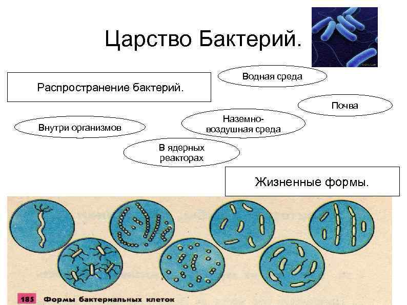 Название группы организмов бактерии. Царство бактерии классификация схема. Представители царства бактерий 5 класс. Царство бактерий 5 класс. Представители царства бактерий 2 класс.