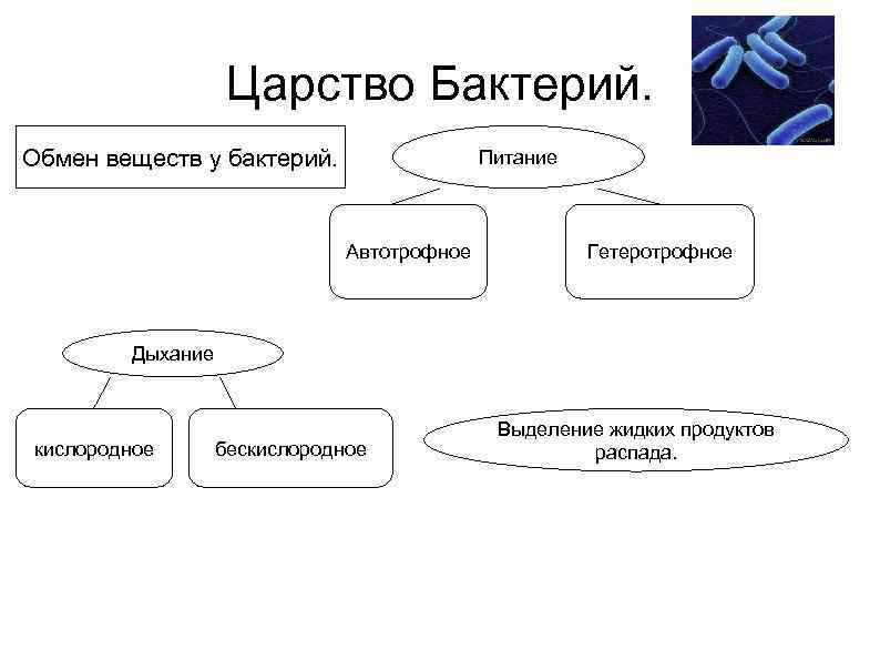 Тип обмена веществ бактерий