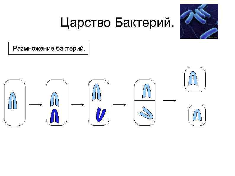 Как размножаются бактерии