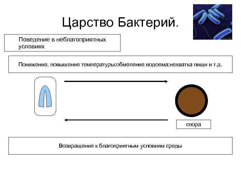 Царство Бактерий. Поведение в неблагоприятных условиях Понижение, повышение температуры; обмеление водоема; нехватка пищи и