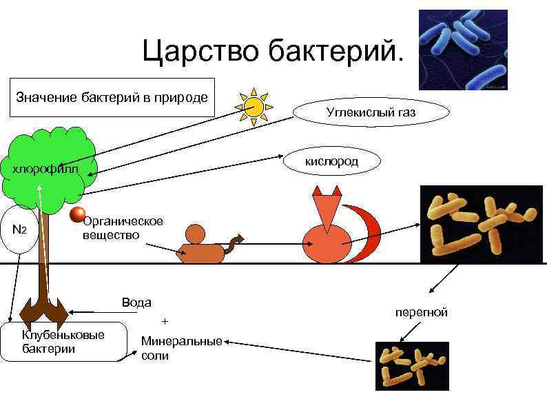 Составить схему значение бактерий