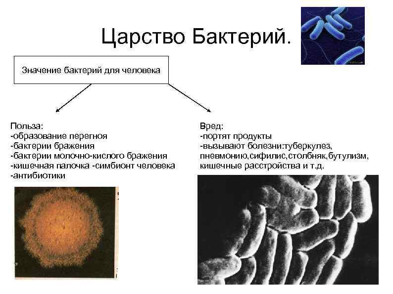 Привести примеры царства бактерий