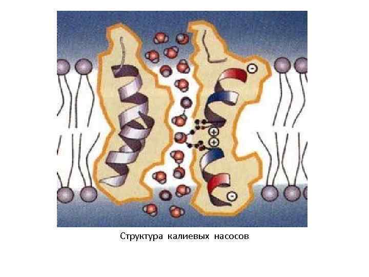 Структура калиевых насосов 