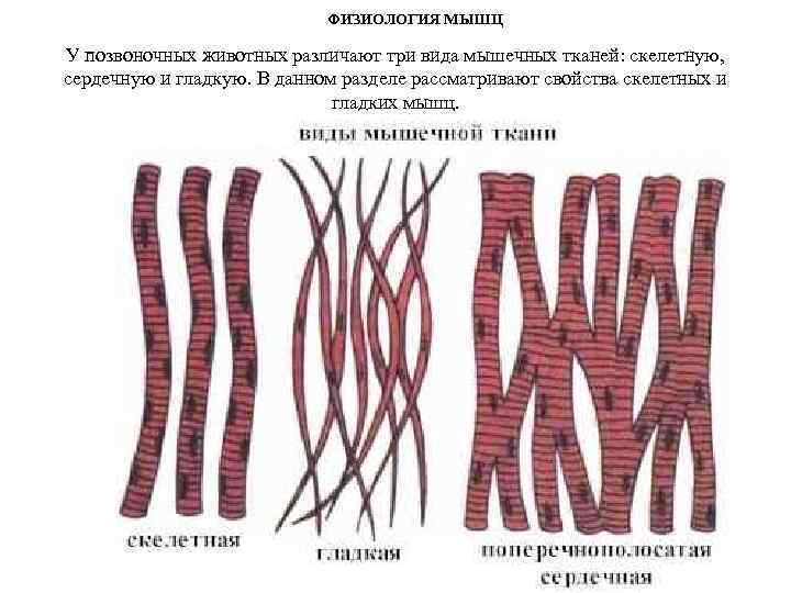 ФИЗИОЛОГИЯ МЫШЦ У позвоночных животных различают три вида мышечных тканей: скелетную, сердечную и гладкую.