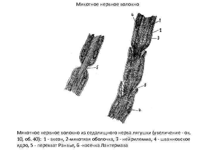 Миелиновое нервное волокно гистология рисунок