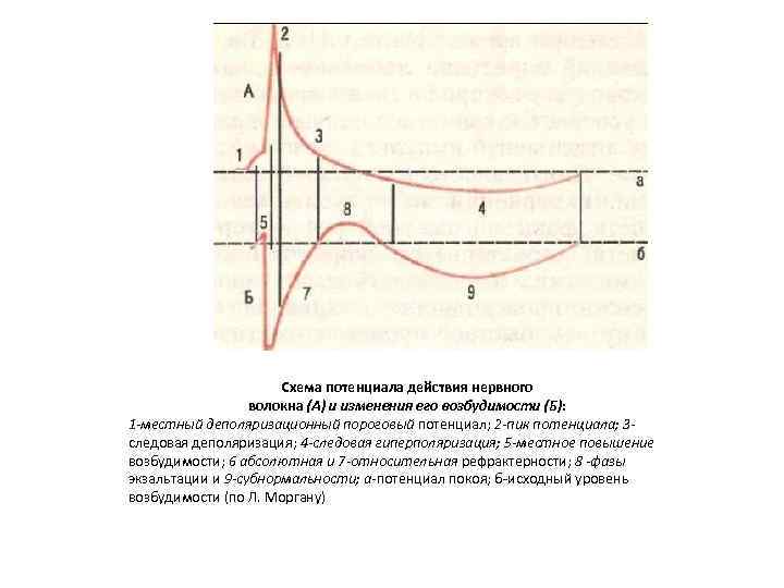 Схема потенциала действия нервного волокна (А) и изменения его возбудимости (Б): 1 -местный деполяризационный