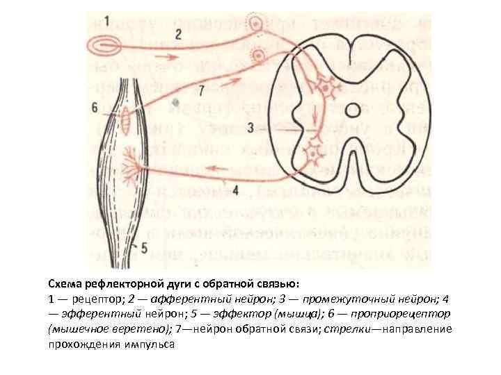 Рефлекторная дуга состоит из