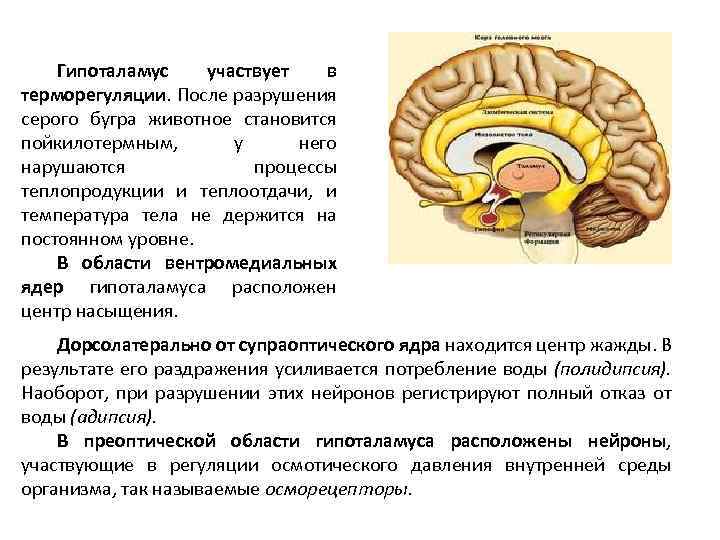 Гипоталамус участвует в терморегуляции. После разрушения серого бугра животное становится пойкилотермным, у него нарушаются