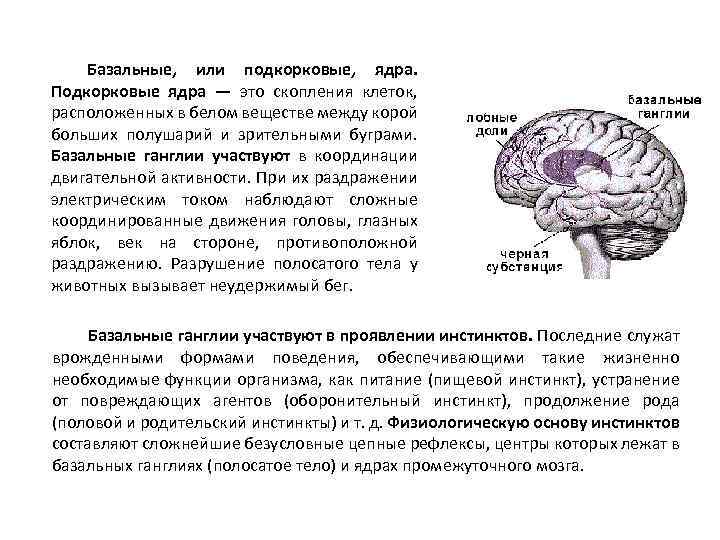Изменение в базальных отделах. Ядра коры и подкорки головного мозга. Подкорневые ядра головного мозга функции. Функции базальных ядер физиология. Подкорковых ядер больших полушарий головного мозга.