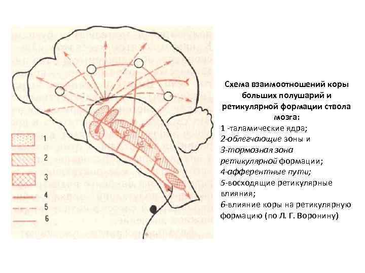 Схема взаимоотношений коры больших полушарий и ретикулярной формации ствола мозга: 1 -таламические ядра; 2