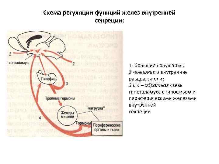 Схема регуляции функций желез внутренней секреции: 1 - большие полушария; 2 -внешние и внутренние