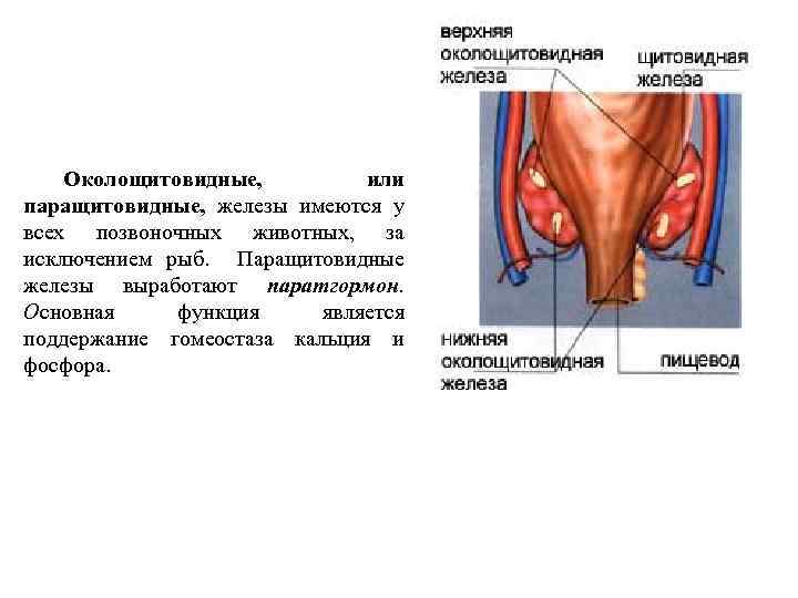 Околощитовидные, или паращитовидные, железы имеются у всех позвоночных животных, за исключением рыб. Паращитовидные железы