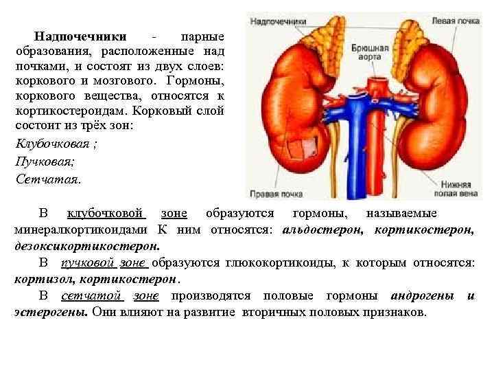 Функции мозгового вещества почки