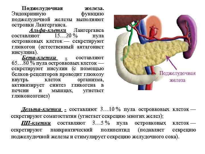 Поджелудочная железа. Эндокринную функцию поджелудочной железы выполняют островки Лангерганса. Альфа-клетки Лангерганса составляют 15… 20