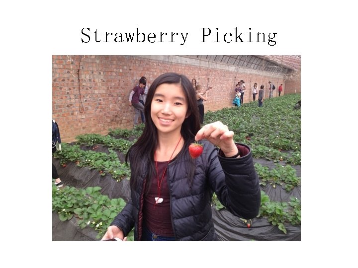 Strawberry Picking 