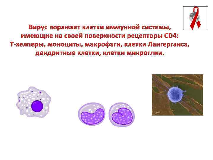 Вирус поражает клетки иммунной системы, имеющие на своей поверхности рецепторы CD 4: Т-хелперы, моноциты,