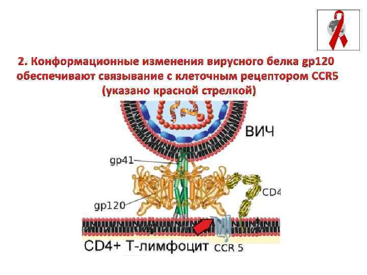 2. Конформационные изменения вирусного белка gp 120 обеспечивают связывание с клеточным рецептором CCR 5