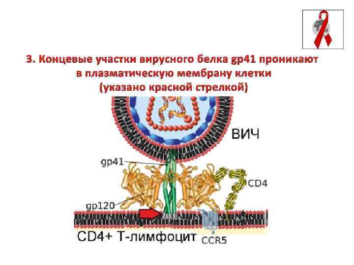 3. Концевые участки вирусного белка gp 41 проникают в плазматическую мембрану клетки (указано красной