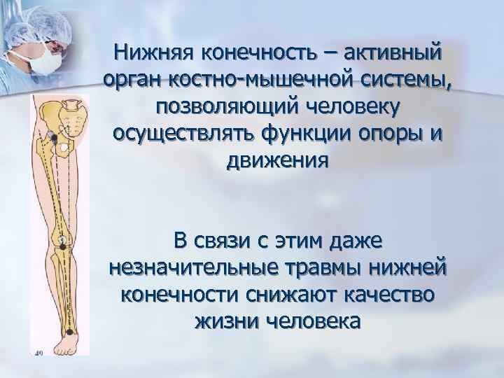 Нижняя конечность – активный орган костно-мышечной системы, позволяющий человеку осуществлять функции опоры и движения