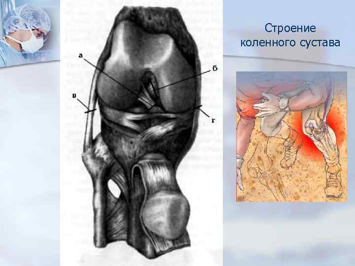 Строение коленного сустава 