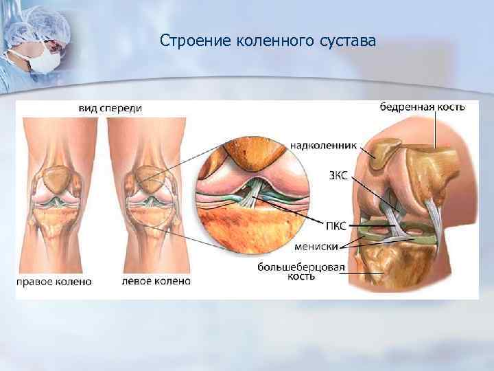 Строение коленного сустава 