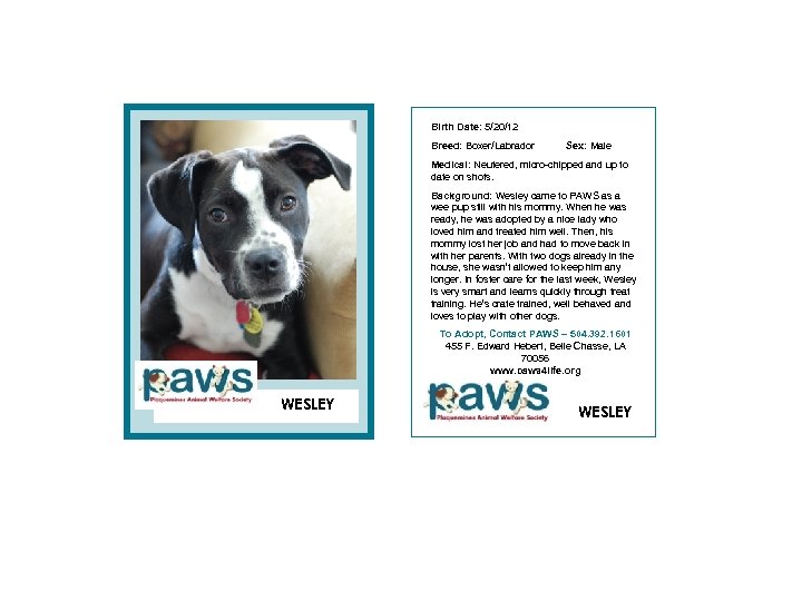 Birth Date: 5/20/12 Breed: Boxer/Labrador Sex: Male Medical: Neutered, micro-chipped and up to date