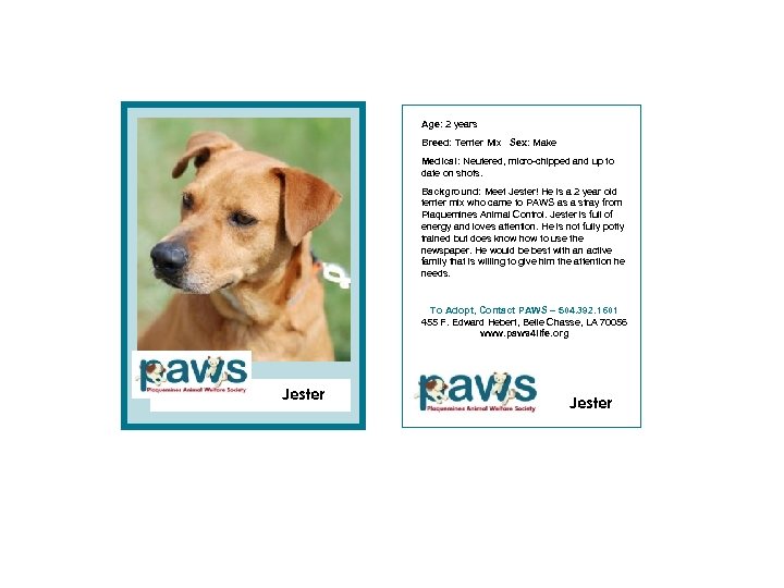 Age: 2 years Breed: Terrier Mix Sex: Make Medical: Neutered, micro-chipped and up to