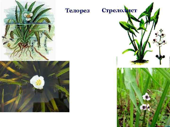 На рисунке изображен стрелолист с листьями