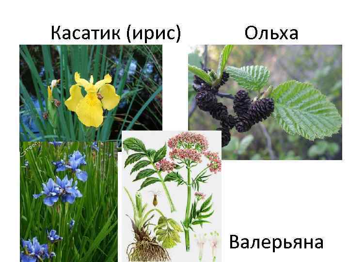 Касатик (ирис) Ольха Валерьяна 