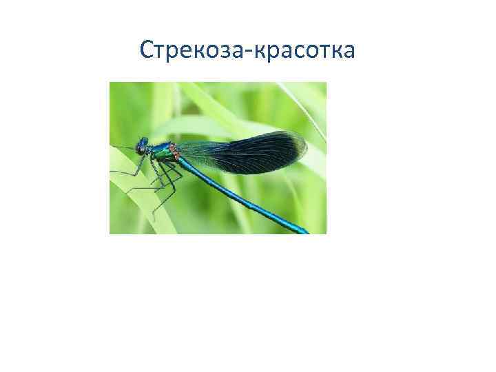 Стрекоза-красотка 