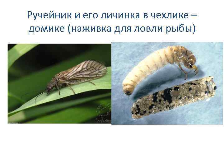 Ручейник и его личинка в чехлике – домике (наживка для ловли рыбы) 