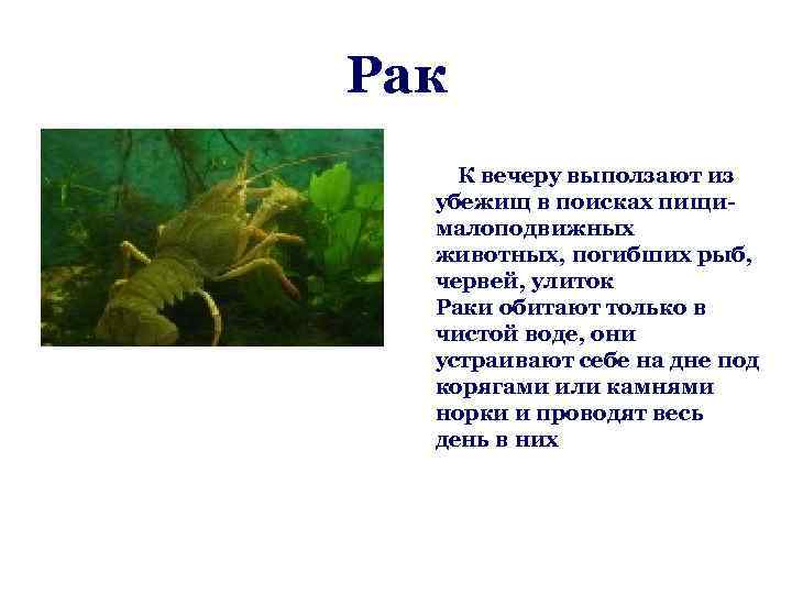 Рак К вечеру выползают из убежищ в поисках пищималоподвижных животных, погибших рыб, червей, улиток