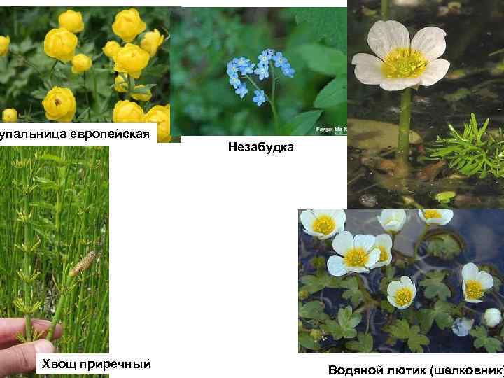 упальница европейская Хвощ приречный Незабудка Водяной лютик (шелковник) 