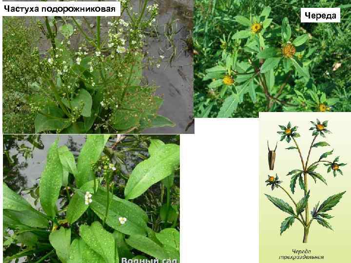 Частуха подорожниковая Череда 