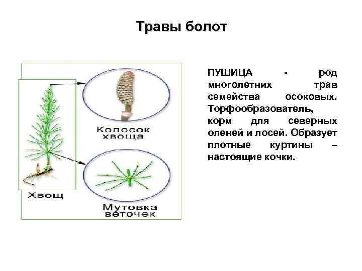 Травы болот ПУШИЦА род многолетних трав семейства осоковых. Торфообразователь, корм для северных оленей и